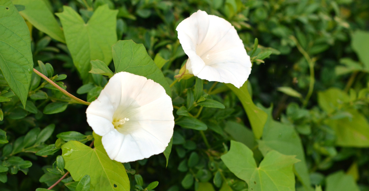 Bindweed